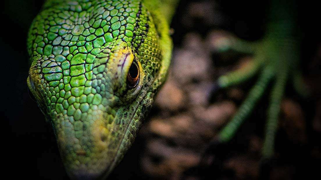 Jersey Zoo becomes the first zoo in the UK and Europe to be